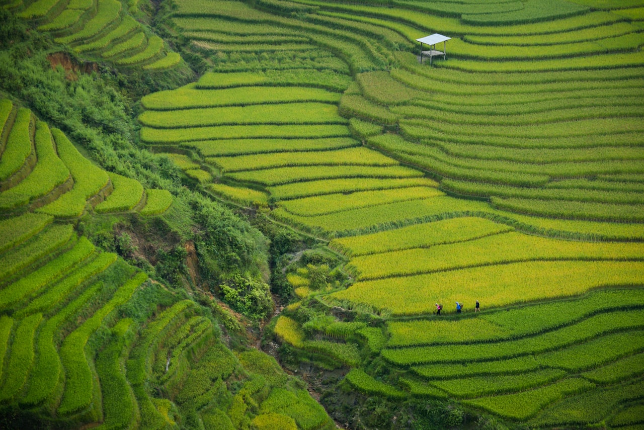 Rice farming initiative